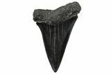 Fossil Broad-Toothed Mako Tooth - South Carolina #302062-1